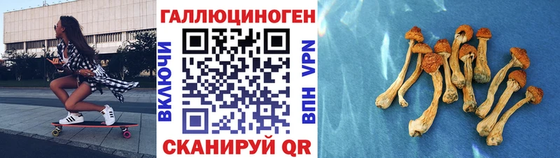 как найти   Лесосибирск  Псилоцибиновые грибы Psilocybine cubensis 